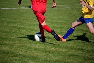 乐鱼体育app官网入口-体育文化节活动预告，体育文化节活动流程